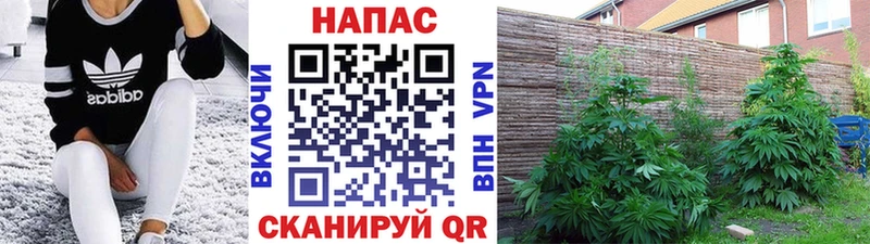 купить наркотики сайты  Нефтекумск  Бошки марихуана семена 